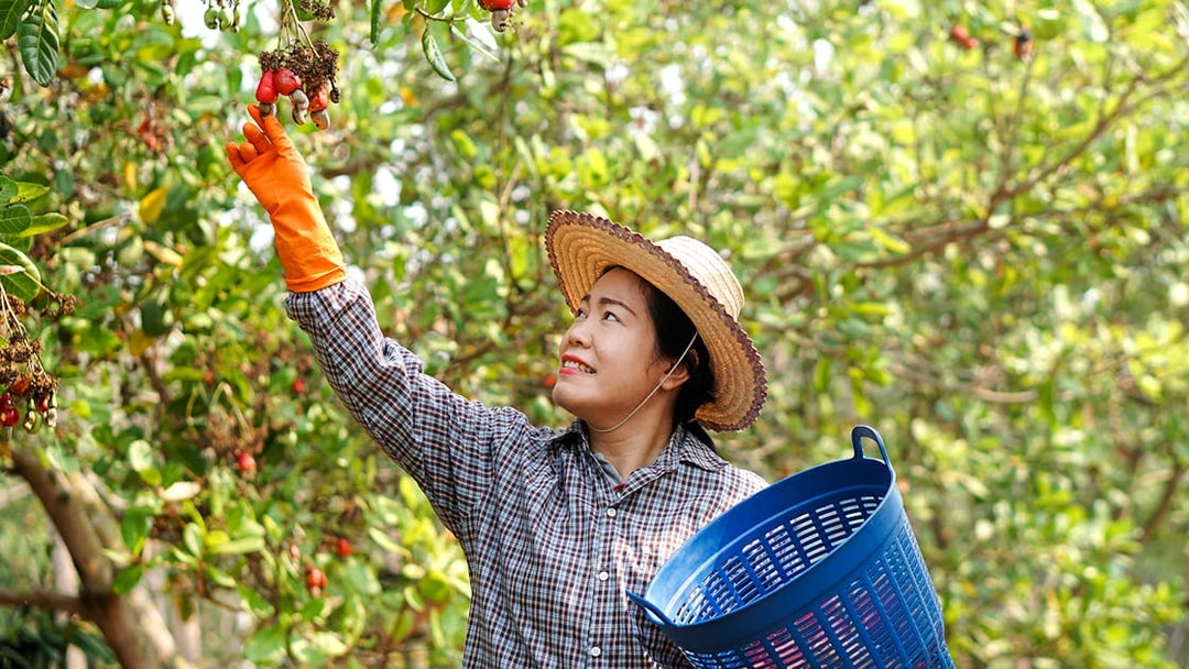 Tourist picking cashew apples in a Phuket orchard during a day tour.
