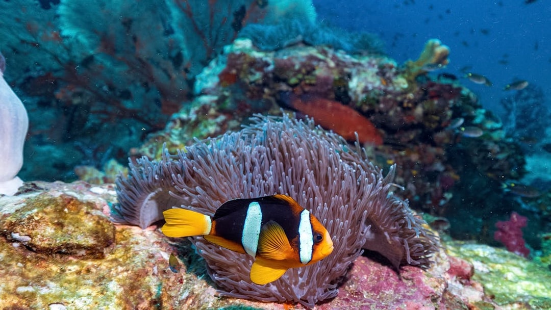 Clownfish swimming near anemone in the coral reef of the Phi Phi Islands.
