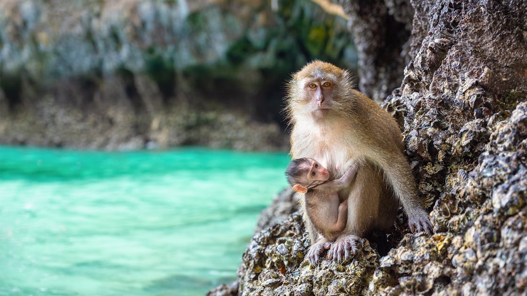Macaques on rocky shore of Monkey Island, Phi Phi Islands.