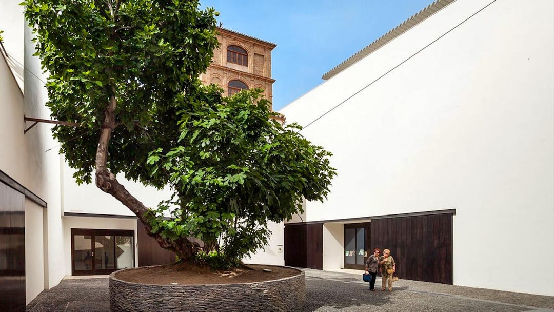 Courtyard of Picasso Museum in Malaga with visitors and a large tree.