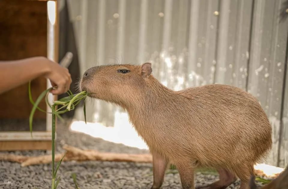 Pingtung Kenting Luyi Island Capybara Ecological Park Ticket