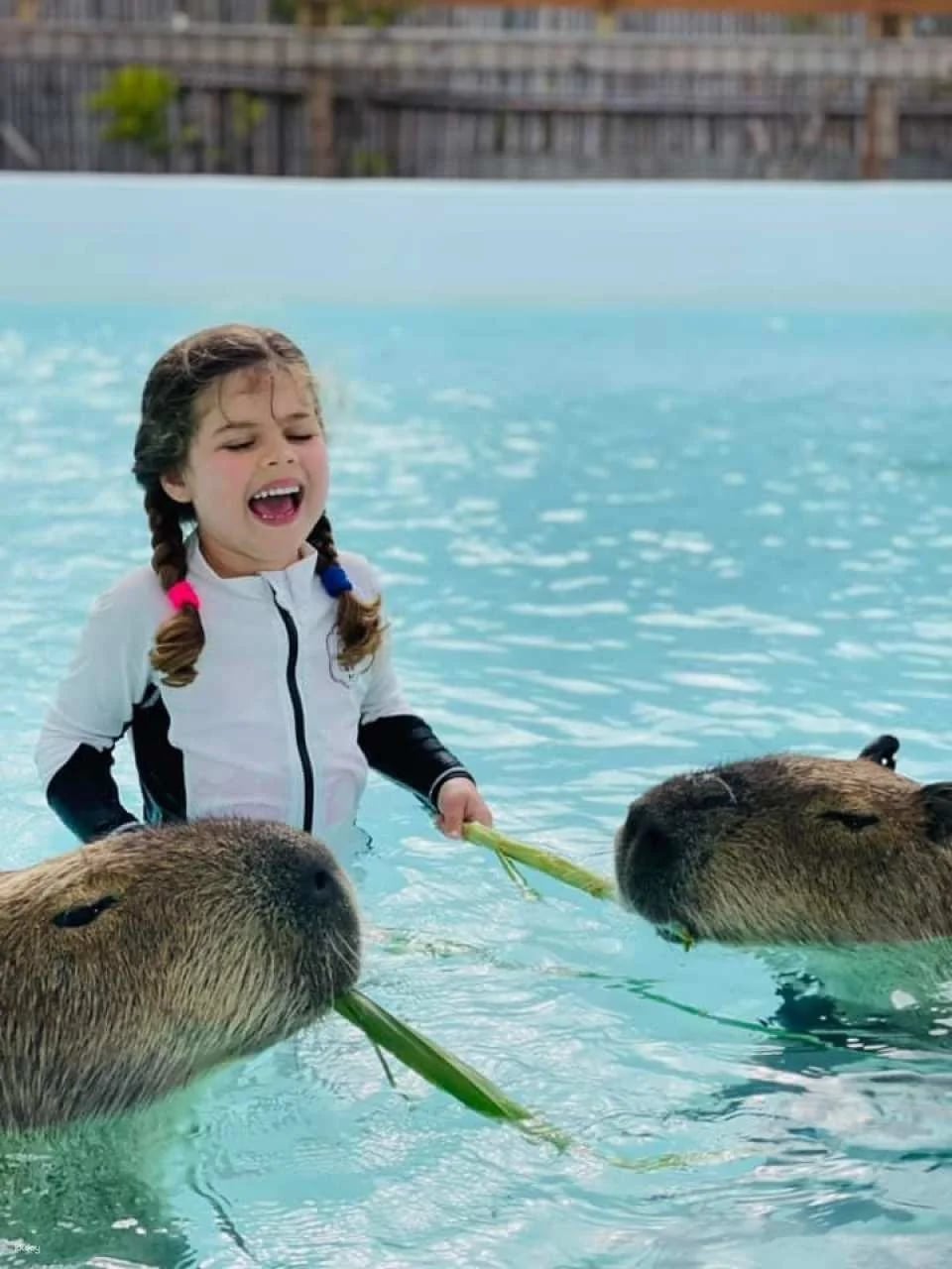 Pingtung Kenting Luyi Island Capybara Ecological Park Ticket