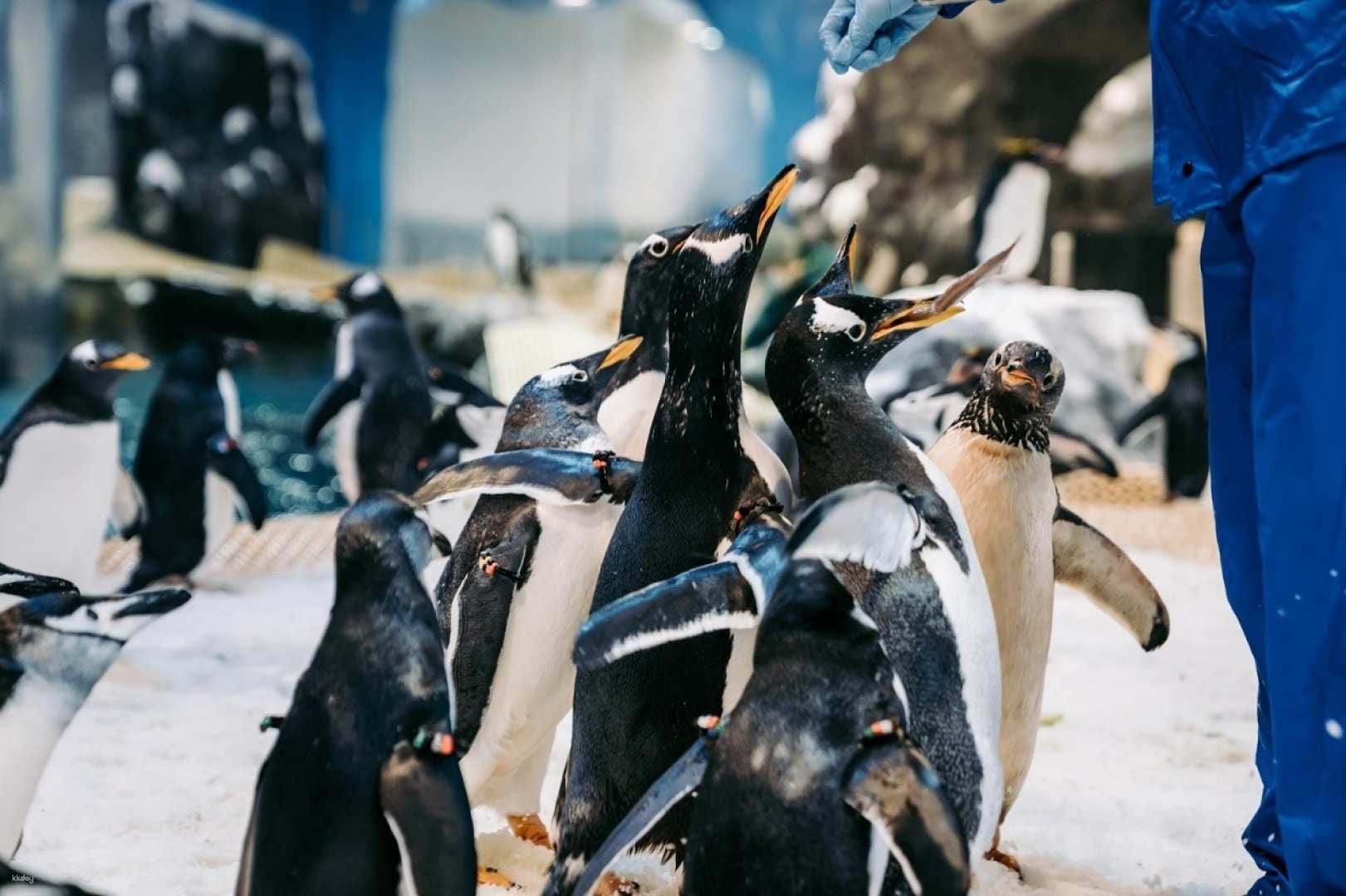 Pingtung Marine Life Museum: Journey with the Fish, Overnight Mini Narrator, Night Patrol Tide Sea Party & My Penguin experience image 3
