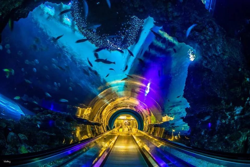 Pingtung National Museum of Marine Biology & Aquarium | Fish with You • Mini Guided Family Camp • Me and the Penguins in 0.1 Millimeters • Exploring the Intertidal Zone During the Day • Nighttime Tidal Wave Party