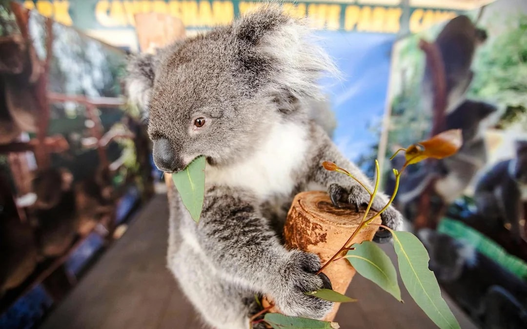 Pinnacles, Sandboarding & Wildlife Spotting 4WD Tour with Lunch & Round-Trip Transfers Image 8