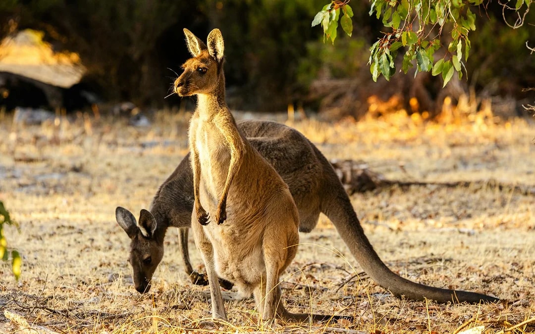 Pinnacles, Wildlife Spotting & Swan Valley Tour with Round-Trip Transfers & Lunch Image 4