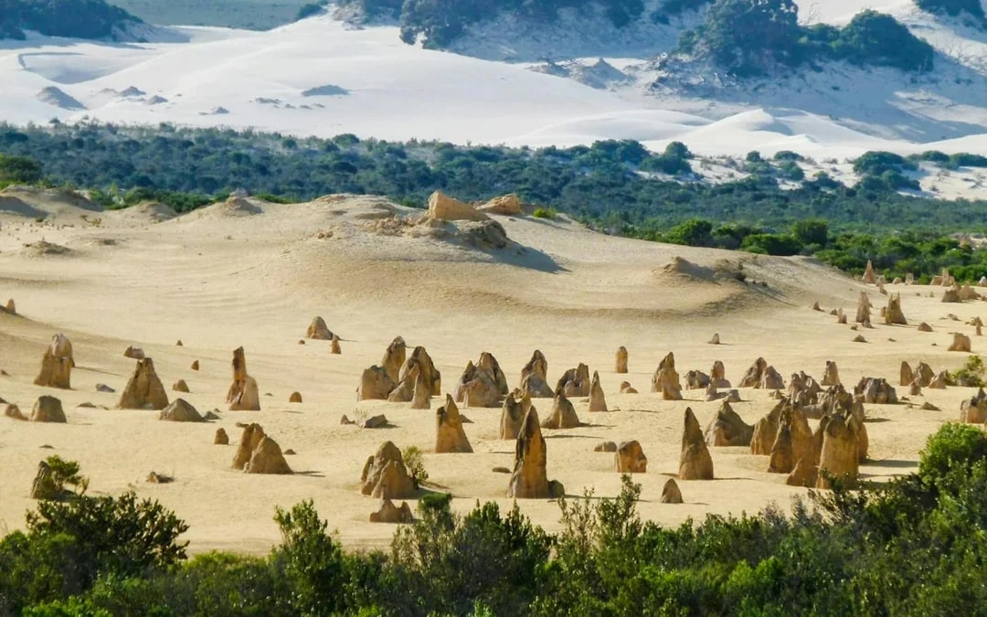 Pinnacles, Wildlife Spotting & Swan Valley Tour with Round-Trip Transfers & Lunch Image 6