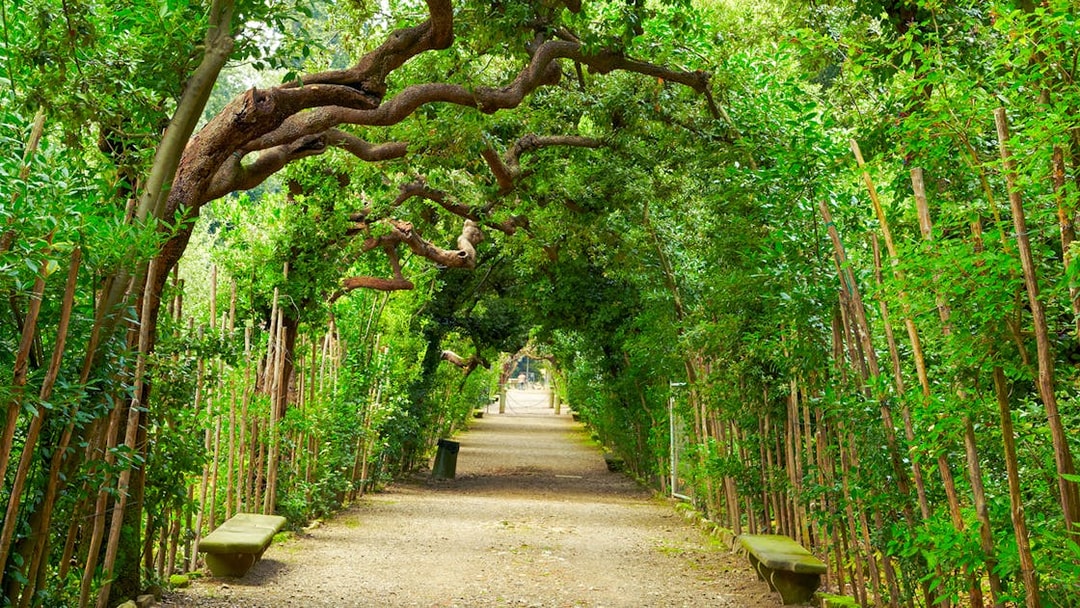 Pathway under lush trees in Boboli Gardens, Florence.
