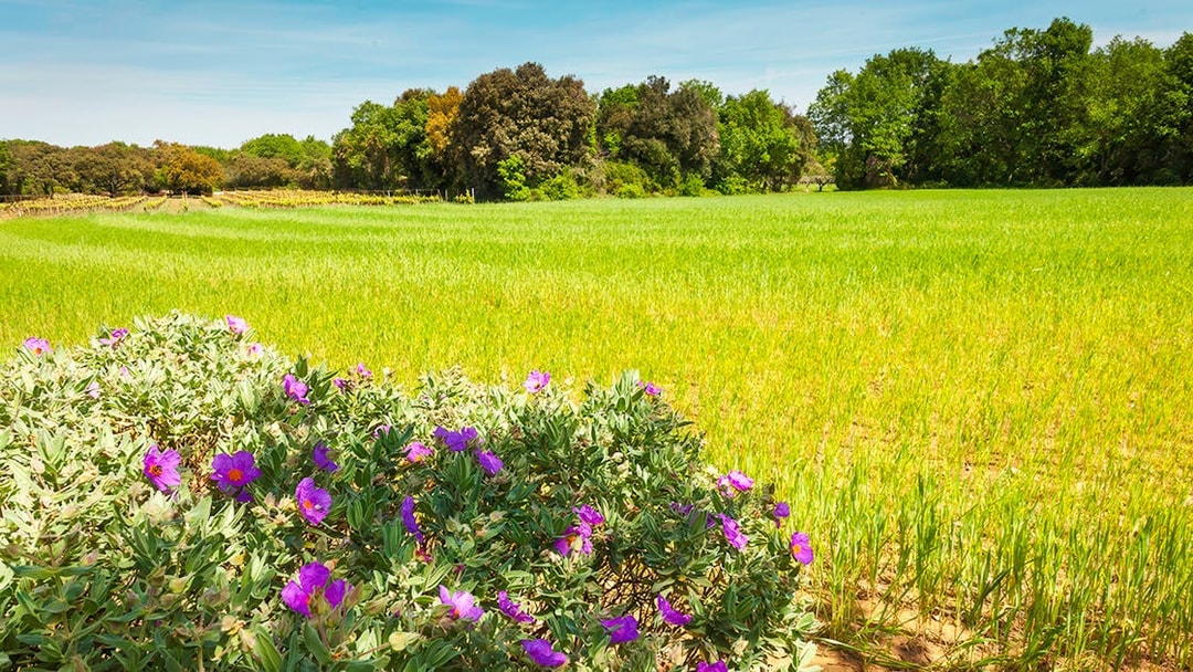 Field with purple flowers near Pont du Gard, France.