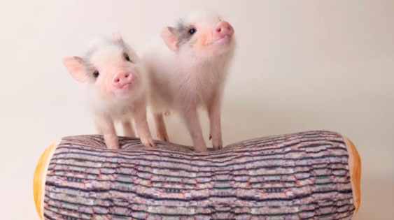 mipig cafe AEON Mall Sapporo Hassamu Popular Healing Pig Cafe Interactive Experience