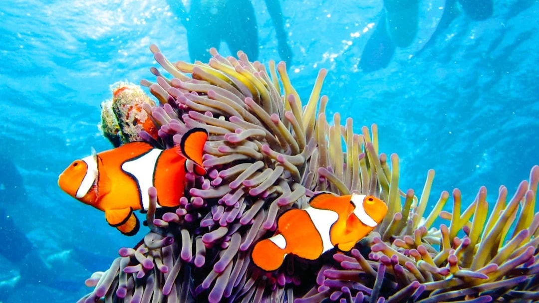 Clownfish swimming near anemone during Port Douglas to Low Isles Island snorkel tour.