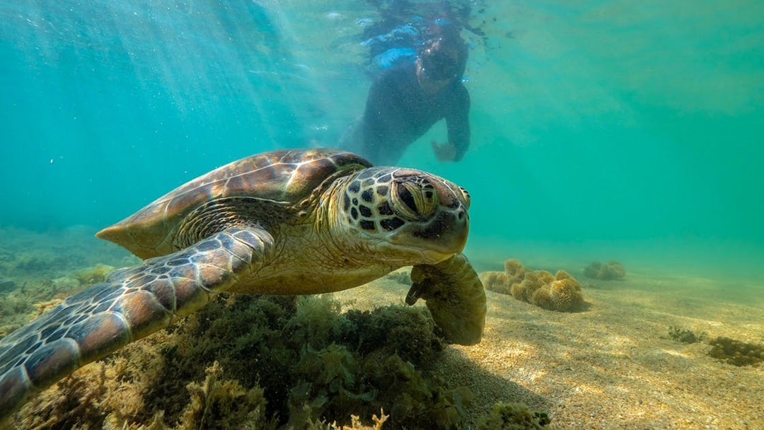 Snorkeler near sea turtle in clear waters of Outer Great Barrier Reef.