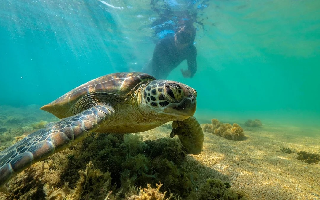 Port Douglas to Great Barrier Reef Cruise with Guided Snorkel and Lunch Image 7