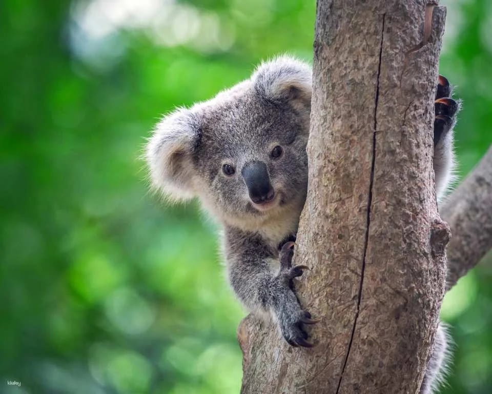 Port Stephens Koala Sanctuary Ticket | New South Wales