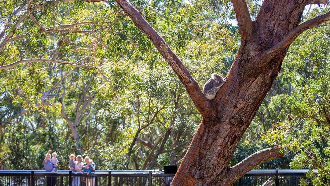 Port Stephens Koala Sanctuary Tickets