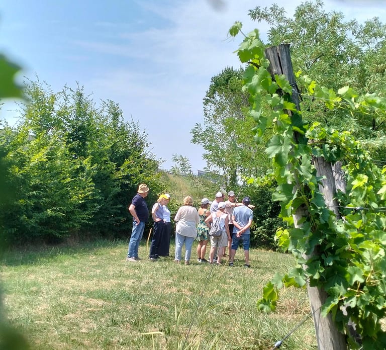 Portogruaro: Vineyard walk and tasting with Le Crede