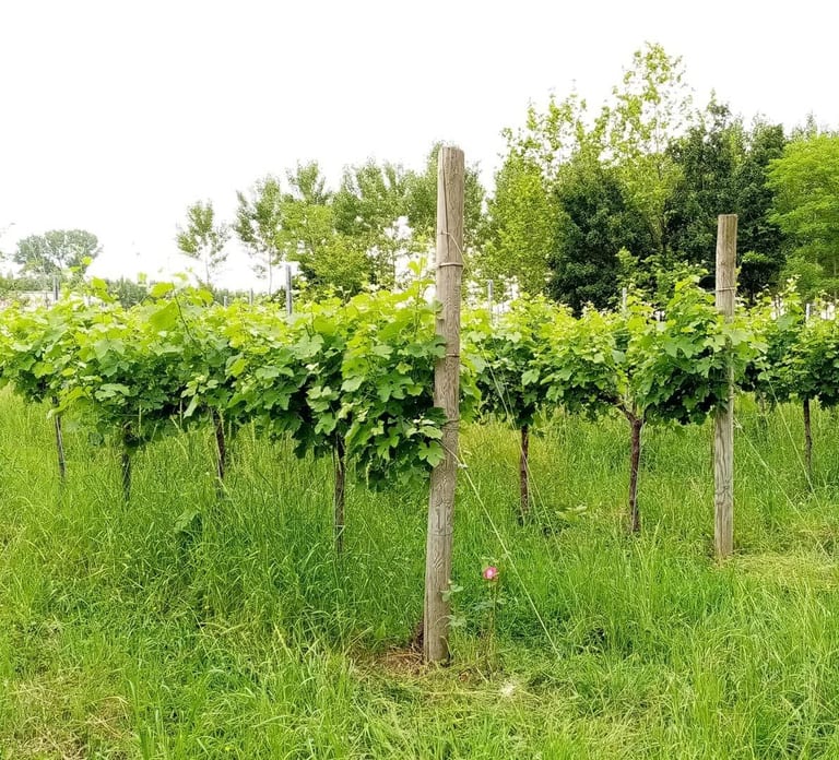 Portogruaro: Vineyard walk and tasting with Le Crede