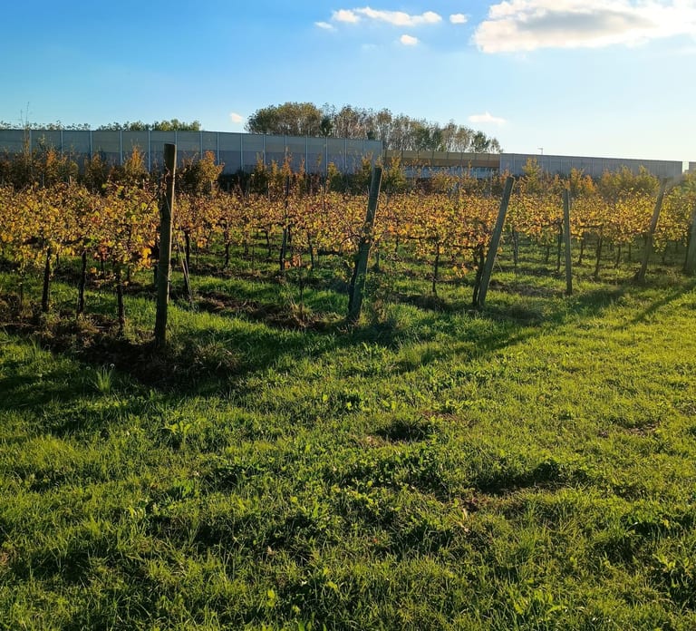 Portogruaro: Vineyard walk and tasting with Le Crede