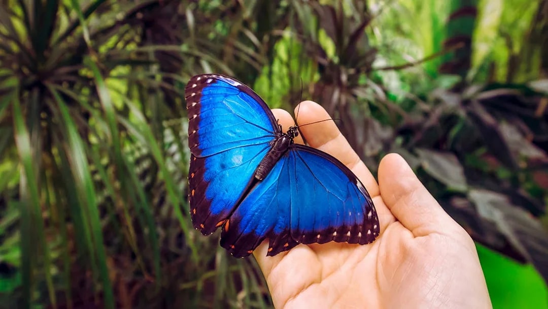 Butterfly resting on a hand in Karlovy Vary forest during day trip from Prague.