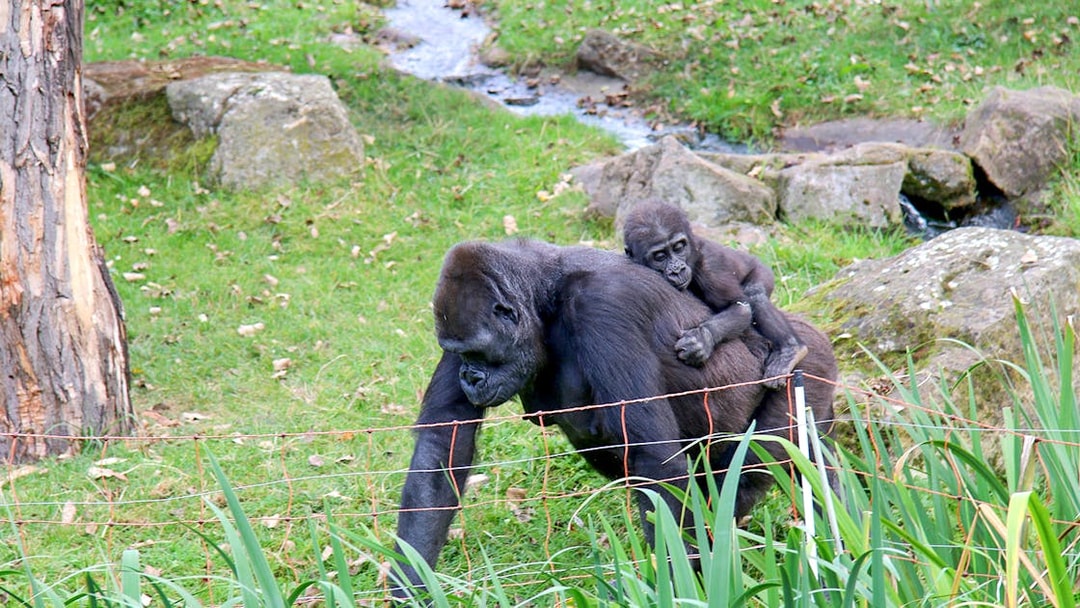 Gorilla with baby on its back at Prague Zoo enclosure.