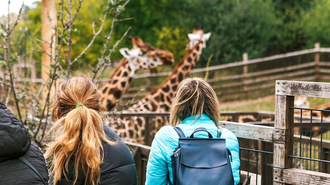 Friends observing giraffes at a zoo enclosure.