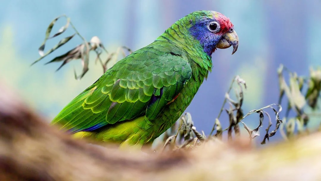 Colorful parrot perched on a branch at Prague Zoo.