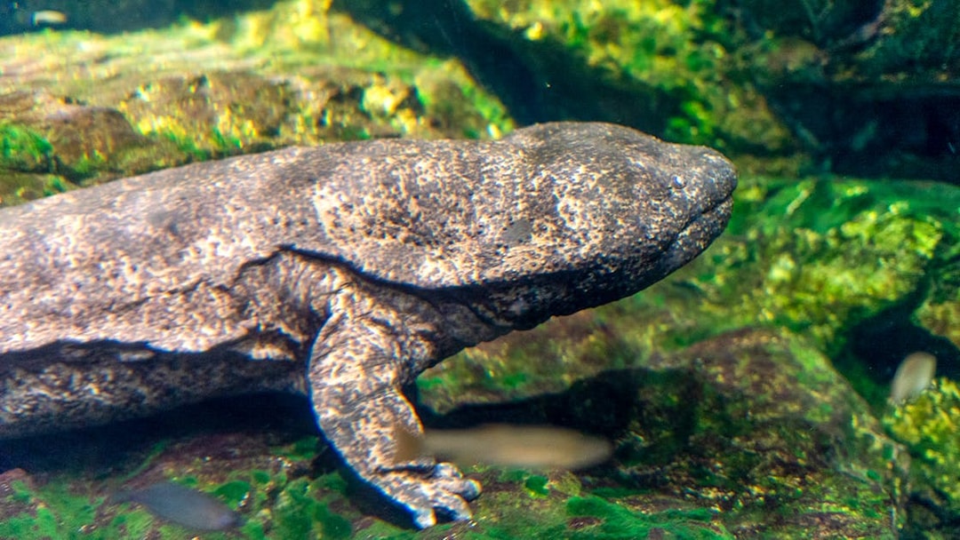Giant salamander in an aquarium at Prague Zoo.