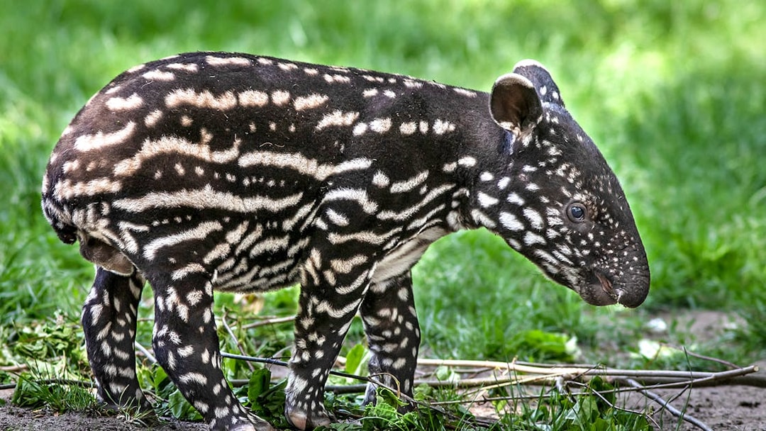 Baby tapir walking on grass at Prague Zoo.