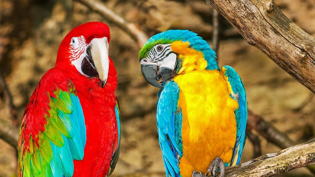 Colorful parrots perched on a branch at Prague Zoo.