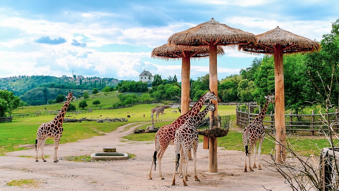 Giraffes feeding under thatched shelters at Prague Zoo with scenic landscape.