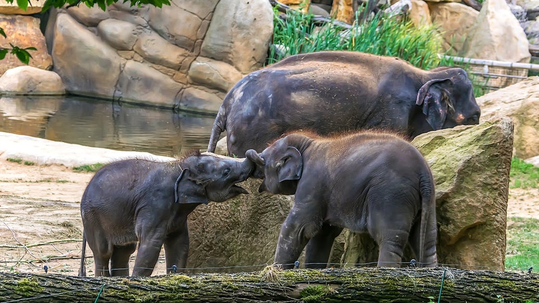 Young elephants playing at Prague Zoo.