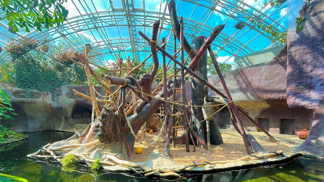 Prague Zoo indoor primate habitat with climbing structures and water feature.
