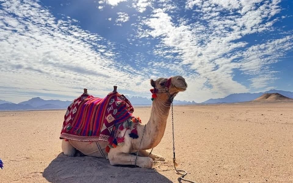 Premium 1 Hour Desert Camel Riding Adventure - Hurghada Image 1