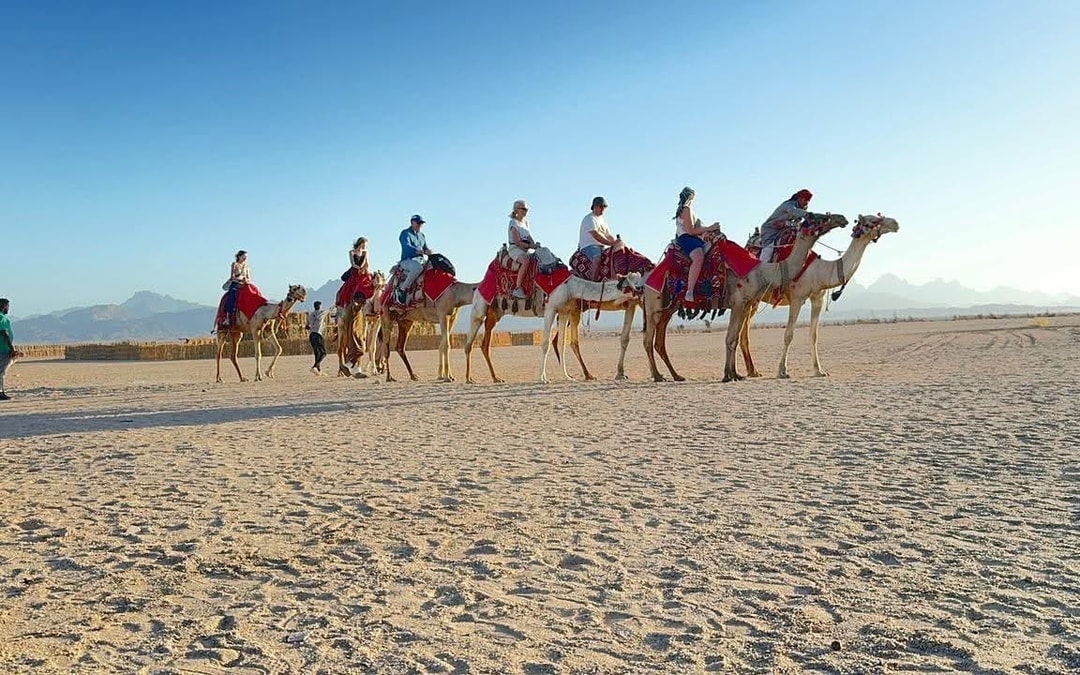 Premium 1 Hour Desert Camel Riding Adventure - Hurghada Image 6