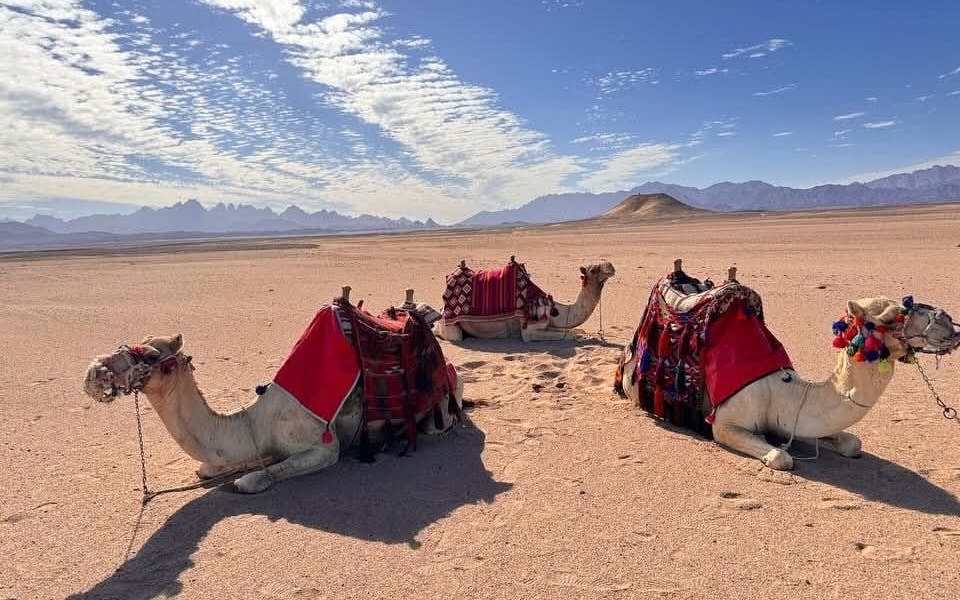 Premium 1 Hour Desert Camel Riding Adventure - Hurghada Image 8