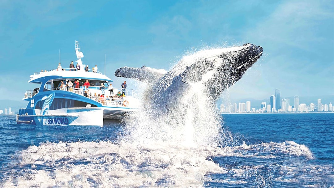 Whale breaching near a cruise ship on a whale watching tour with city skyline in the background.