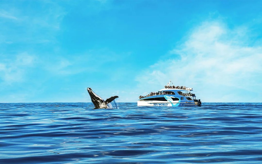 Premium Whale Watching Cruise by SeaWorld Image 6