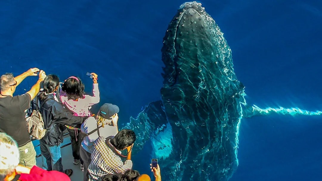 Tourists photographing a whale from a cruise deck.