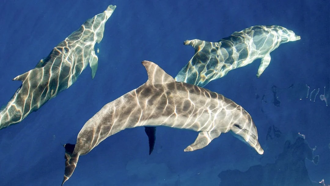 Group of dolphins swimming underwater in clear blue ocean.