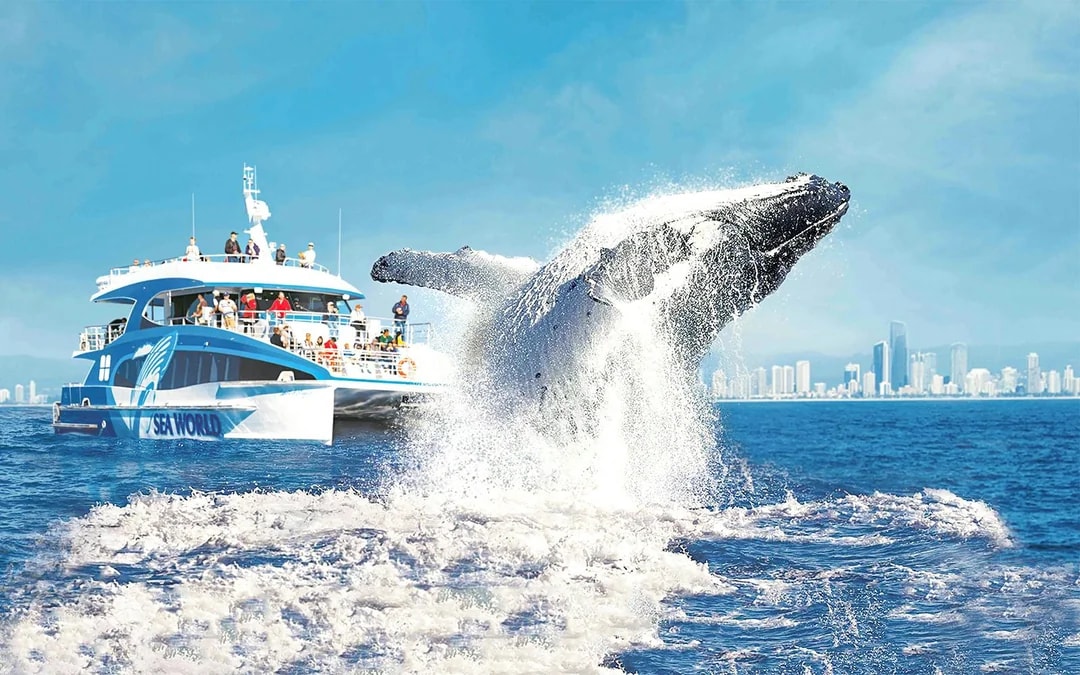 Premium Whale Watching Cruise by SeaWorld Image 1