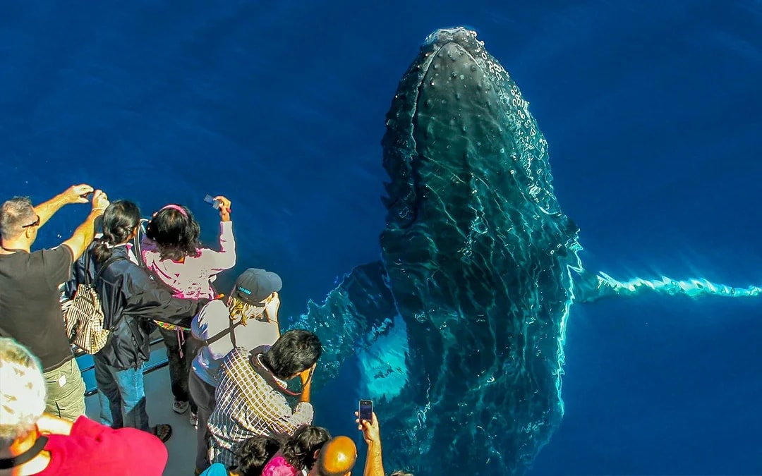 Premium Whale Watching Cruise by SeaWorld Image 10