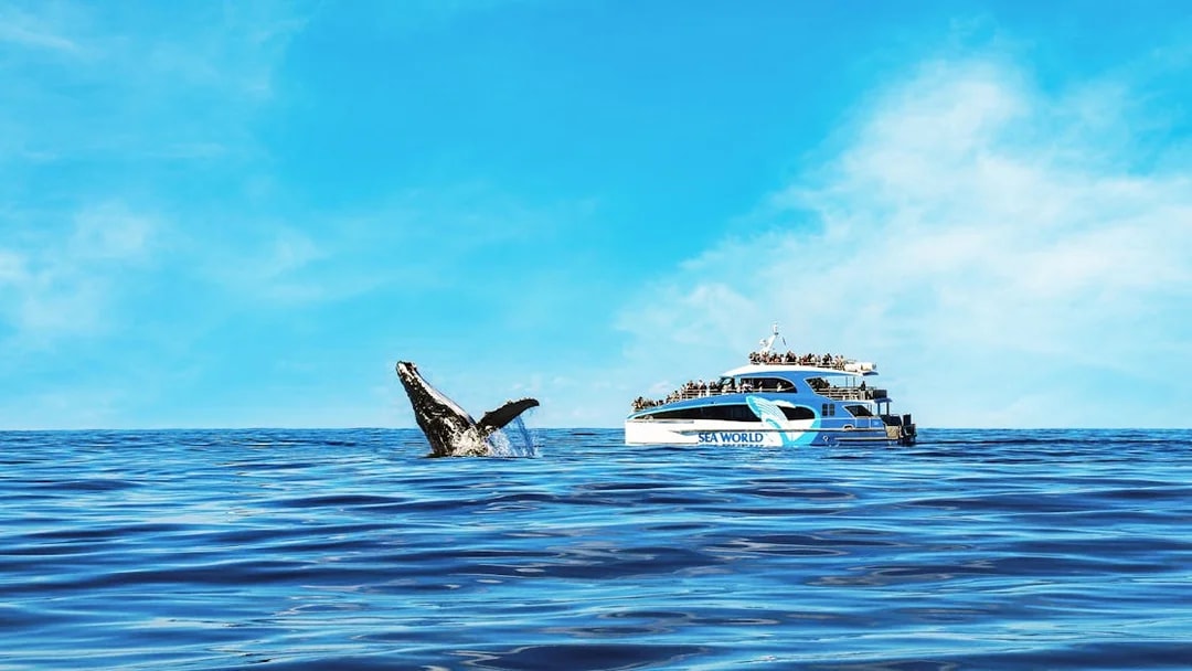 Whale fin emerging near cruise ship on ocean tour.