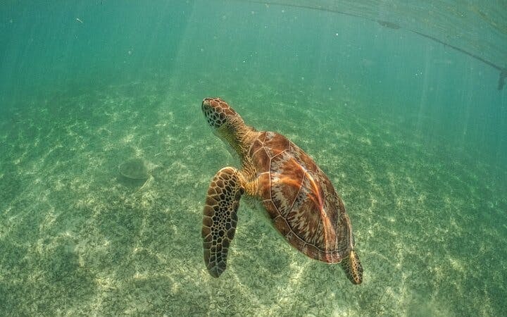 Private Guided Cenote and Sea Turtle Snorkeling Tour with Cultural Insights and No Shopping Stops Image 4