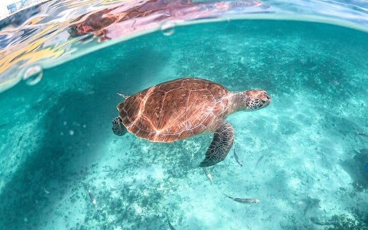Private Guided Cenote and Sea Turtle Snorkeling Tour with Cultural Insights and No Shopping Stops Image 7
