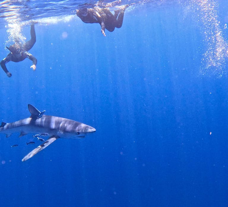 Private Half-Day Seafari with a Marine Biologist in Faial