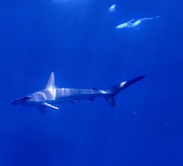 Private Half-Day Seafari with a Marine Biologist in Faial experience image 3