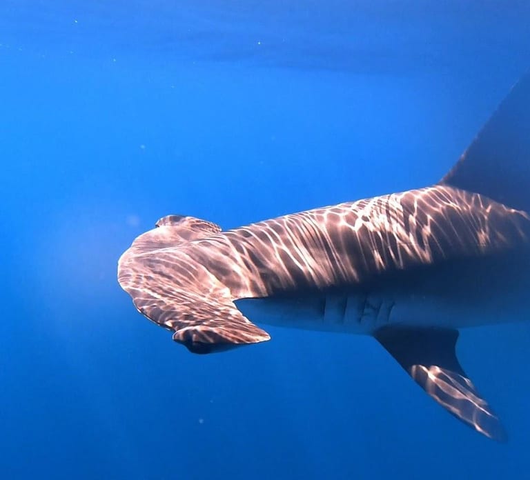 Private Half-Day Seafari with a Marine Biologist in Faial