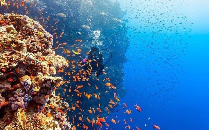 Professional Scuba Diving Adventure with Lunch – Sharm El Sheikh Image 7