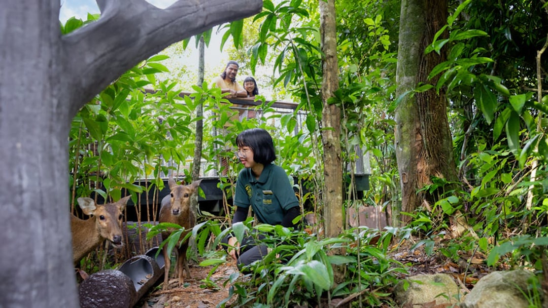 Ranger engaging with deer on forest floor, visitors observing from platform.