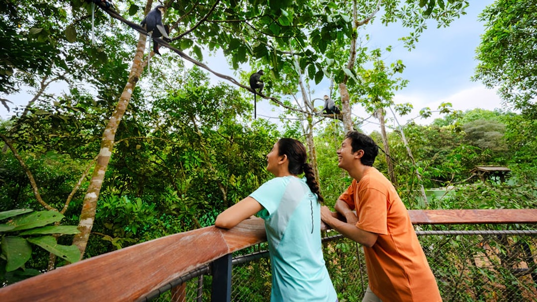 Visitors observing monkeys in the lush canopy of a tropical forest.